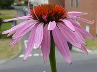 009.JPG