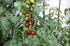 Aug.      0824.JPG