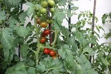 Aug.      0824.webp