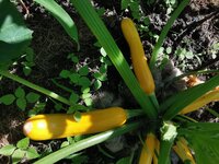 IMG_20250617_100619.jpg