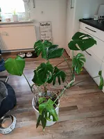 IMG_20250623_151733.webp