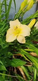 White Temptation.webp