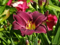 DSC05133.webp