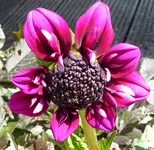 002.webp