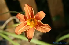 Fulva.webp