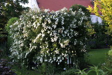 Rosenlaube    0125.JPG