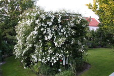 Rosenlaube    0225.JPG