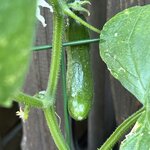 IMG_4783.jpeg
