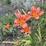 IMG_4774.jpeg