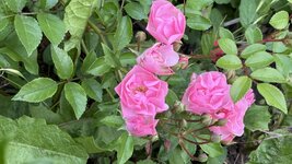 IMG_4776.jpeg