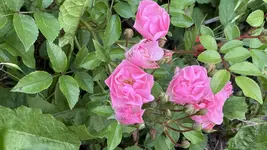 IMG_4776.webp