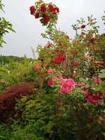 IMG_20250626_062923_1.jpg