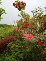 IMG_20250626_062923_1.webp