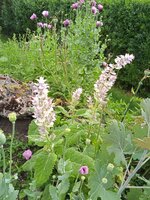 IMG_20250626_063003_1.jpg