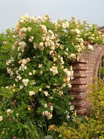IMG_20250626_063049.webp