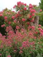 IMG_20250626_063108.webp