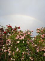 IMG_20250626_063135_1.jpg