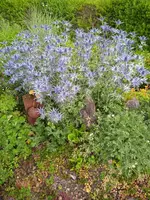 IMG_20250626_063339.webp