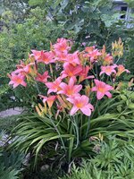 IMG_8894.jpeg