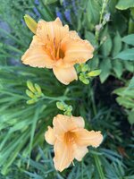 IMG_8898.jpeg
