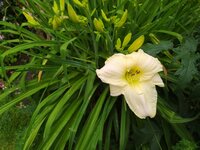 IMG_20250626_113546.jpg