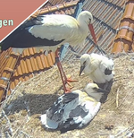 Screenshot_20250626_130520_Samsung Internet.jpg