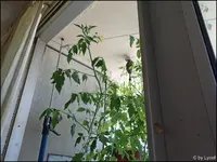 c050.webp