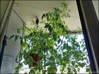 c051.jpg