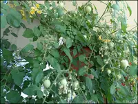 c053.webp