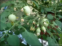 c054.webp