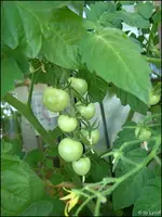 c056.webp