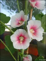 c058.webp