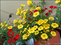 c059.jpg
