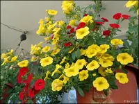 c059.webp