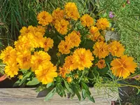 IMG_20250626_072905.webp
