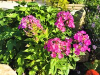 IMG_20250626_072524.jpg