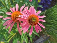 IMG_20250626_072740.jpg