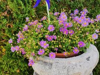 IMG_20250626_073403.jpg