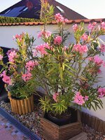 IMG_20250626_073555.jpg