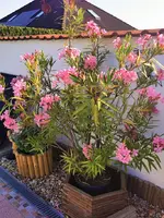 IMG_20250626_073555.webp