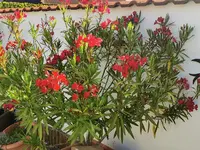 IMG_20250626_073509.webp