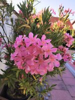 IMG_20250626_073611.jpg