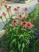 IMG_20250626_072712.jpg