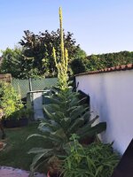 IMG_20250626_073634.jpg