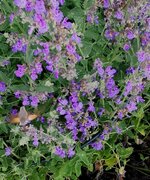 IMG_20250624_161343.jpg