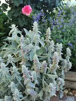 IMG_20250624_193940.webp