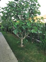 IMG_20250624_194153.jpg