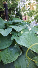 20250623_191115.jpg