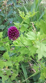 20250625_171332.jpg