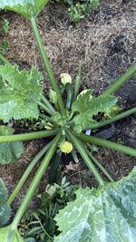 IMG_4798.jpeg